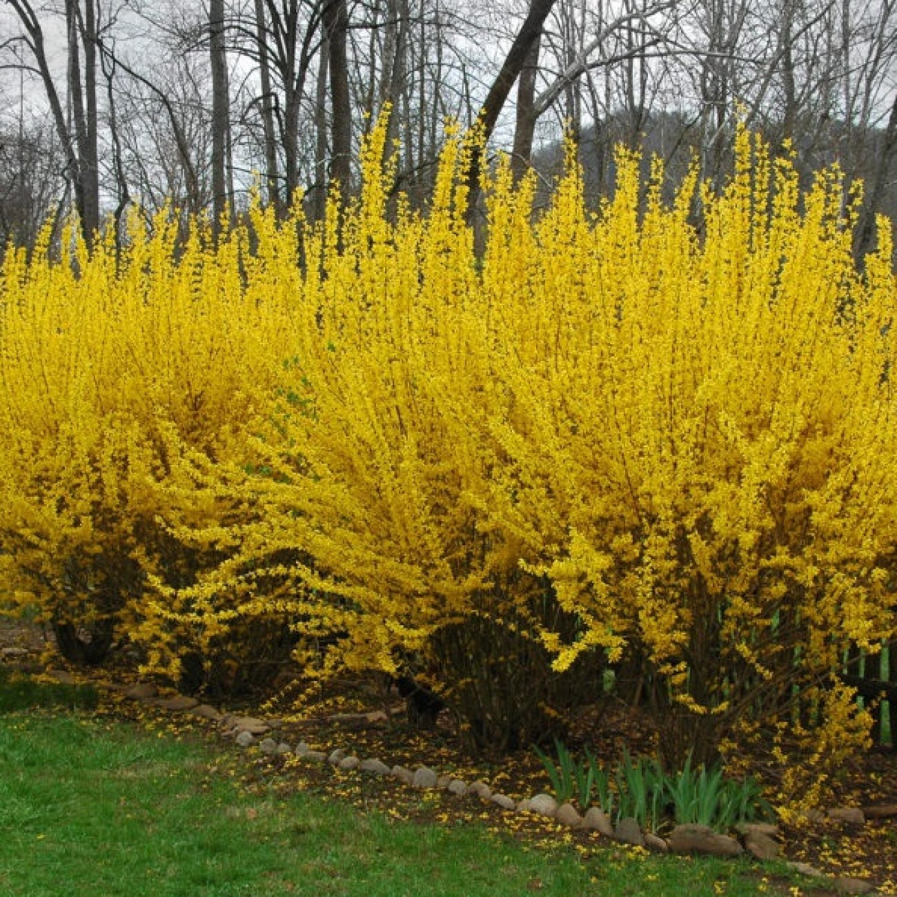 Obrázok Zlatý dážď (Forsythia intermedia) ´LYNWOOD´ - výška 20-30 cm, kont. C2L